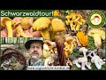 Schwarzwaldtour! Pilze sammlen im August 2023