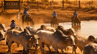     A rotina REAL da pecuária que ninguém mostra 🔥🐂