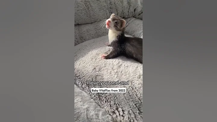 Baby VVaffles Love (1.12.2022)