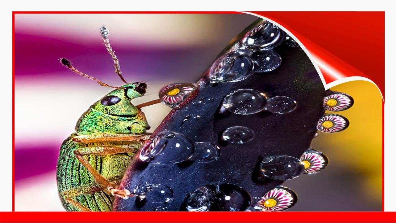 30 Mesmerizing Water Droplet Photos By A Macro Photographer Interview With Artist 🥰