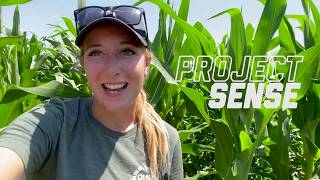 Project SENSE - Sensor Based Nitrogen Management