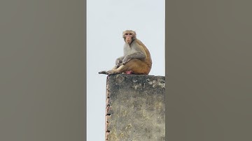 #monkey #shortvideo #shortsfeed #shortsvideo #shorts #short #youtubeshorts #youtube #viral #video