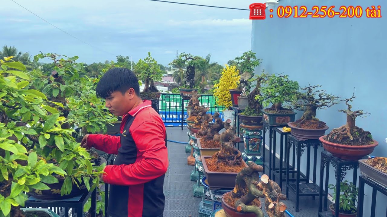 Vườn mai mini chuẩn | mai vàng miền nam | 1/9/2025