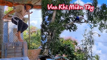 Vua Khỉ Miền Tây cắt hai cây Sao có đầy dây điện và quá chật hẹp