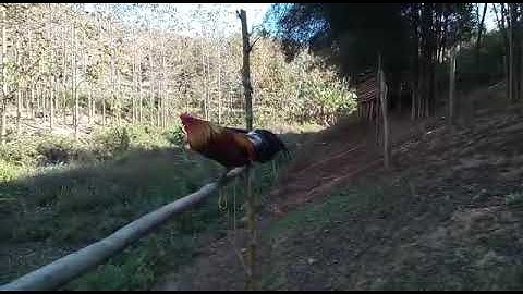 qaib dib noob cuab tuaj zoo kawg li-ไก่ต่อ(โทร&วอดแอบ02052153089)