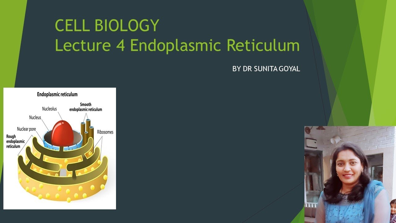 Cell Biology Lecture 4 Endoplasmic Reticulum - YouTube