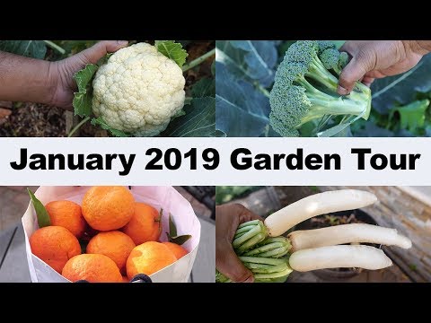 california-garden---january-2019-garden-tour---gardening-tips,-harvests-&-more!