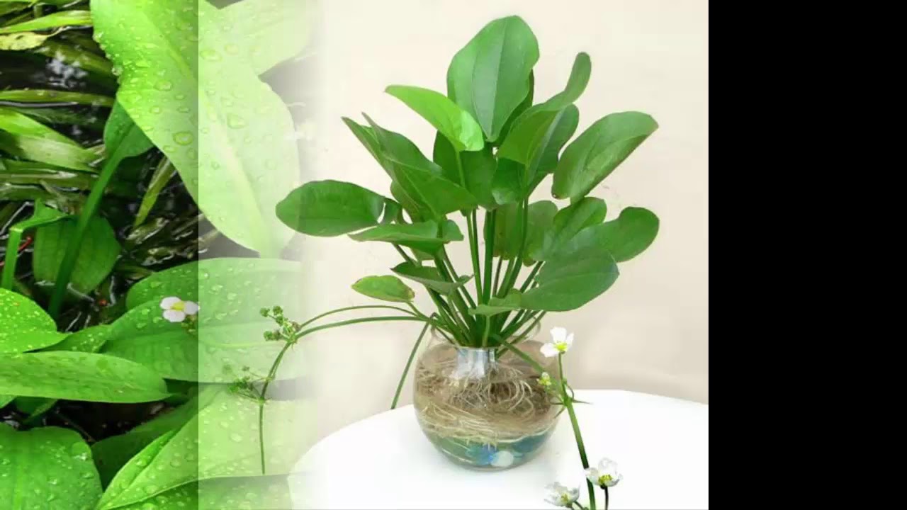 Bạn biết gì về cây MÃ ĐỀ NƯỚC??? 🍀☘️🌴 - Cây thuốc VIỆT NAM