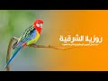 طائر روزيلا الشرقية هو أحد أجمل الطيور الببغائية وأكثرها شهرة في العالم كويست عربية Quest Arabiya طائر روزيلا الشرقية هو أحد أجمل الطيور الببغائية وأكثرها شهرة في العالم كويست عربية Quest Arabiya