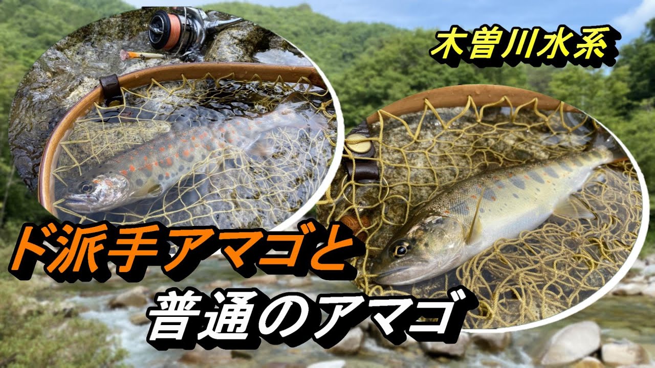 渓流ルアー 木曽川水系 ド派手アマゴと普通のアマゴ 木曽名物 Youtube