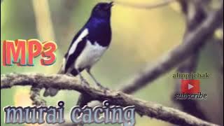 mp3 pancing murai cacing kampung 100%  menjadi