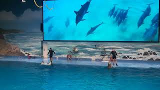 Dolphin Aquarium at Dubai                                             #dubai #dubailife #dubaivlog