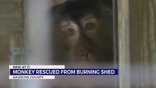 Monkey survives fire in Hawkins County thanks to dog