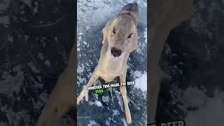 Deer stuck on icy trap #shorts