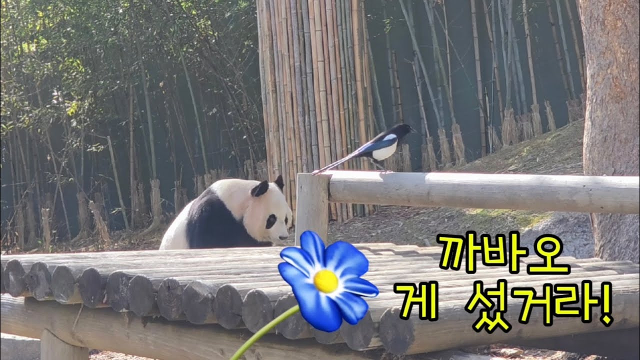 2026.03.03. 까바오를 잡겠다는 아이바오