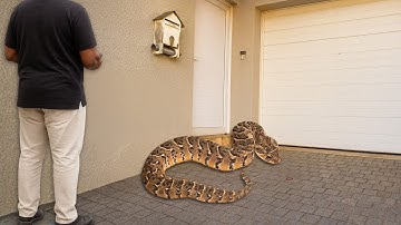 Deadly Snake At His Door