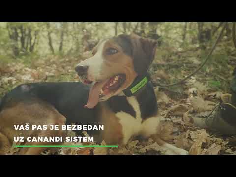 Video: Kako izbrati pravega psa za vas