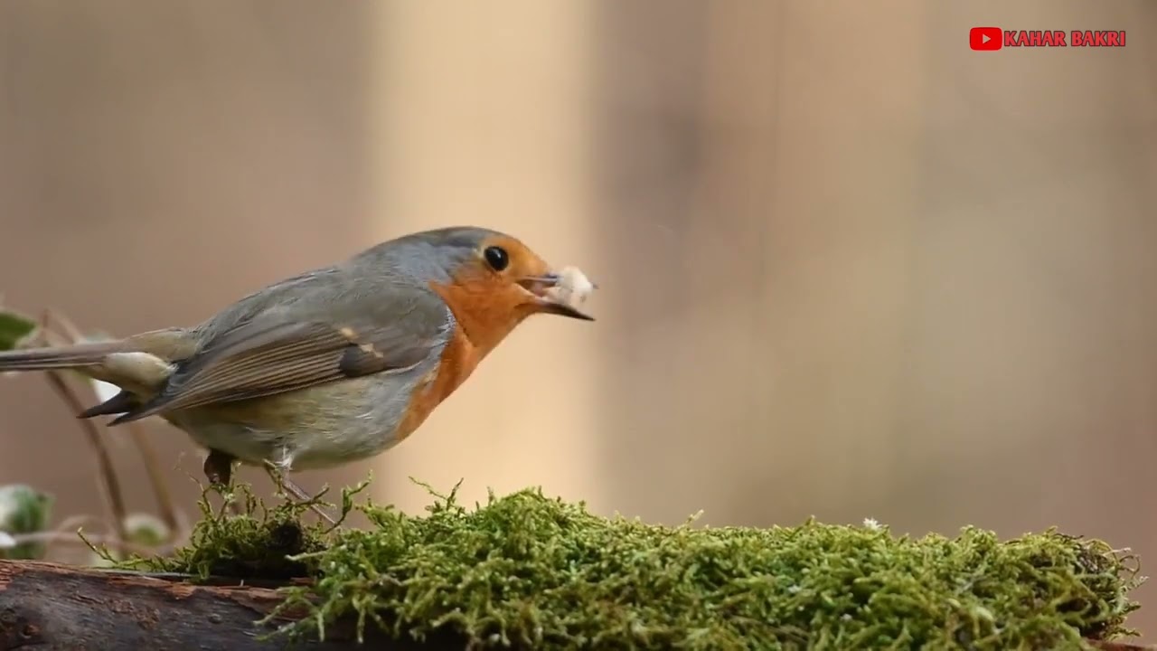 Sweet Bird Sounds and Piano