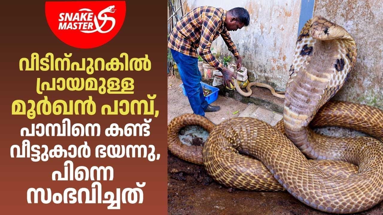 EP 26 | പാമ്പിനെ കണ്ട് വീട്ടുകാർ ഭയന്നു, പിന്നെ സംഭവിച്ചത് | Vava Suresh | Snakemaster