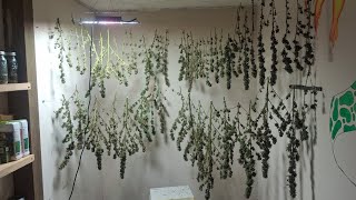 Outdoor cannabis grow ohio 2026 ep. 20