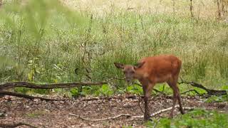 Veluwe , 29-08-2026