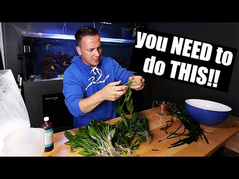 Video: How To Wash Plants From An Aquarium