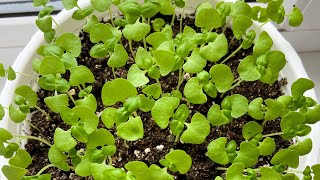 Как выращивать зелень на подоконнике