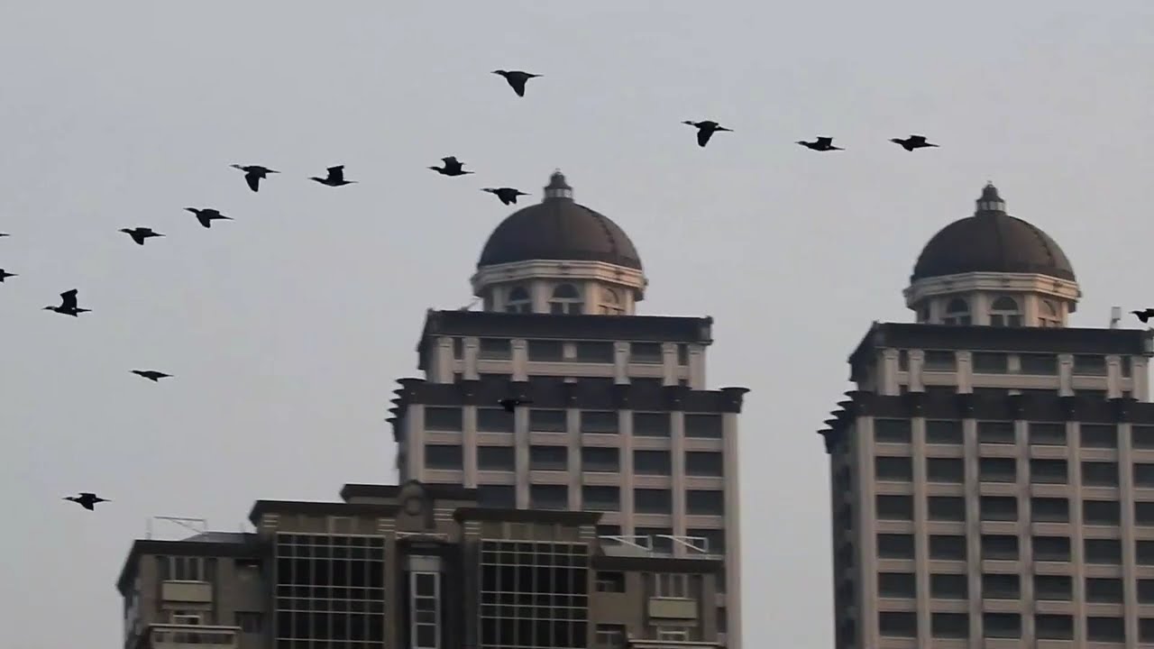 2026.2月22日 晴天  基隆河鸕鶿