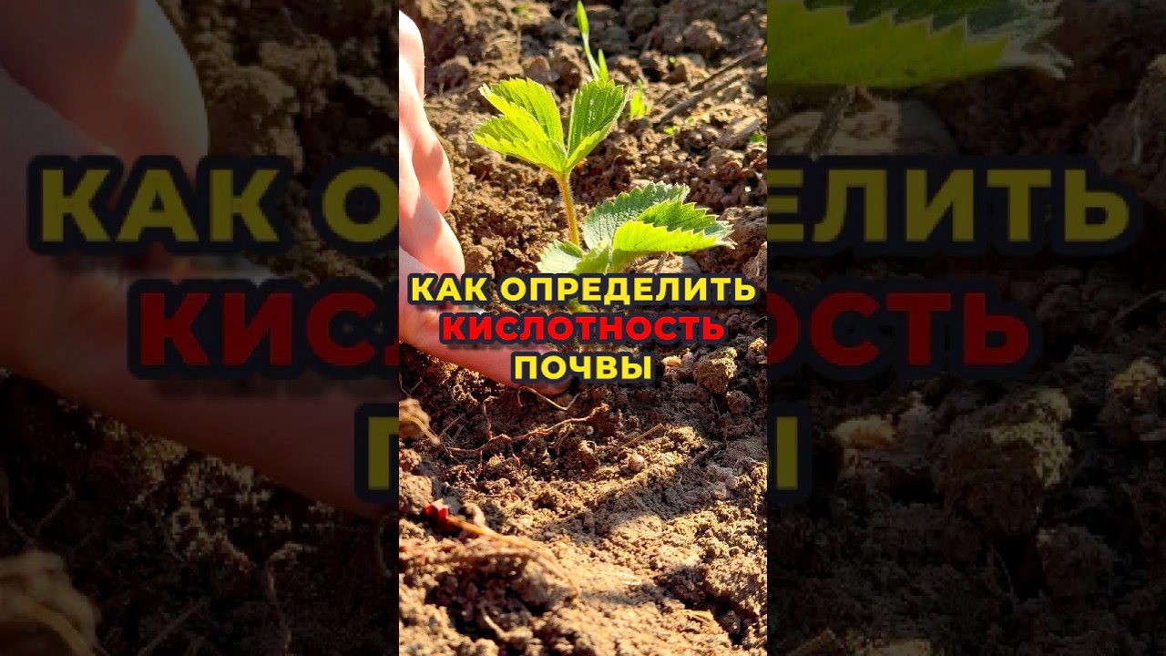 Проверяем кислотность подручными средствами