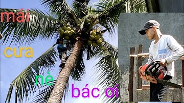 anh thợ cưa hạ cây dừa còn rất nhiều trái cho người dân tộc khơ me