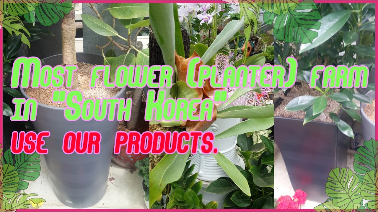 Most flower plants in South Korea use our products. - YouTube