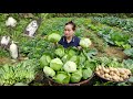 Harvest radish  cabbage in farm goes to market sell  pig dogs cooking  l th ca