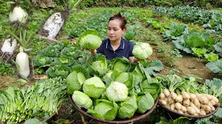 Harvest Radish & Cabbage in farm goes to market sell - Pig, Dogs, Cooking | Lý Thị Ca