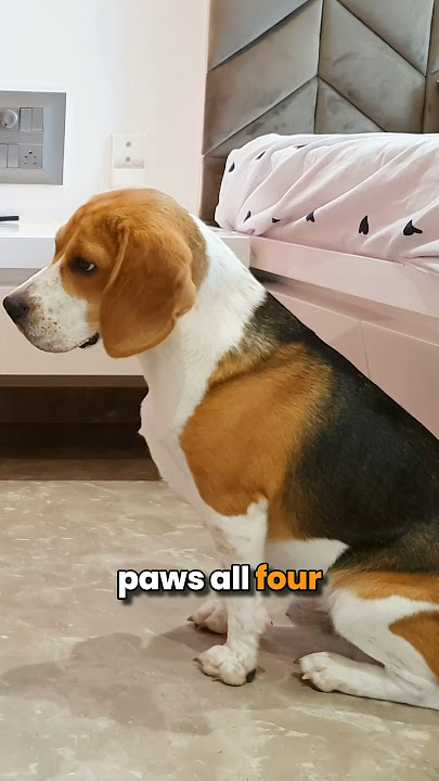 Is your Beagle really Pure Bred?