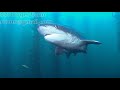 .observations  broadnose sevengill shark 4k u.