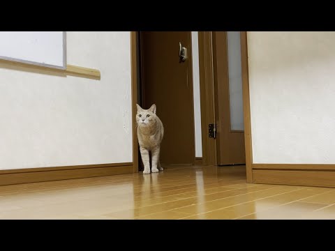 寝る前は息子と遊んでから一緒に部屋に行く猫