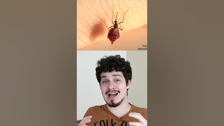 MOSQUITO SUGANDO SANGUE ATÉ EXPLODIR