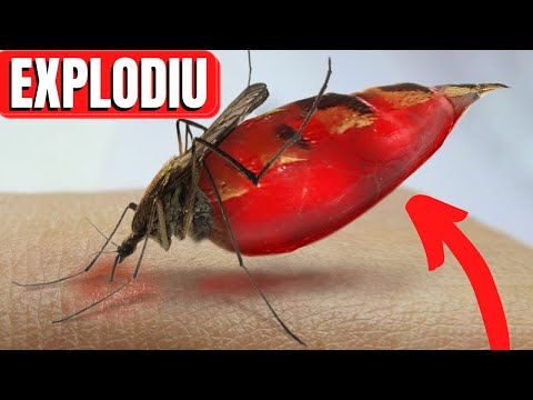 Vídeo: Insetos sugadores de sangue: mosquitos, moscas, mutucas, carrapatos, pulgas, piolhos, mosquitos. Meios de proteção