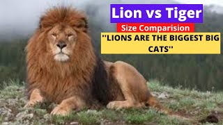 Lion Vs Tiger - Size Comparison.