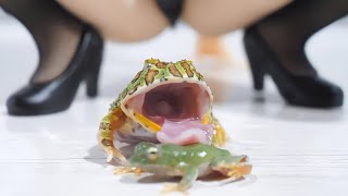 frogs cannibalize their friends【WARNING LIVE FEEDING】