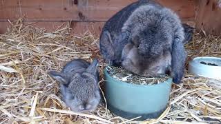 Deutsche Kleinwidder - Von Geburt Bis Zur 6. Woche