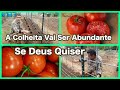 A Colheita Vai Ser Abundante se Deus Quiser / The Harvest Will Be Abundant if God Willing