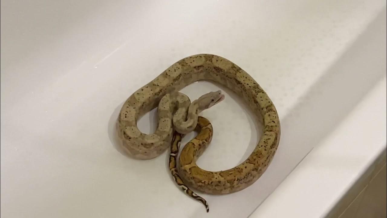 Комната со змеями. Среди змей. Snake room. Настоящую змею. Snake room.