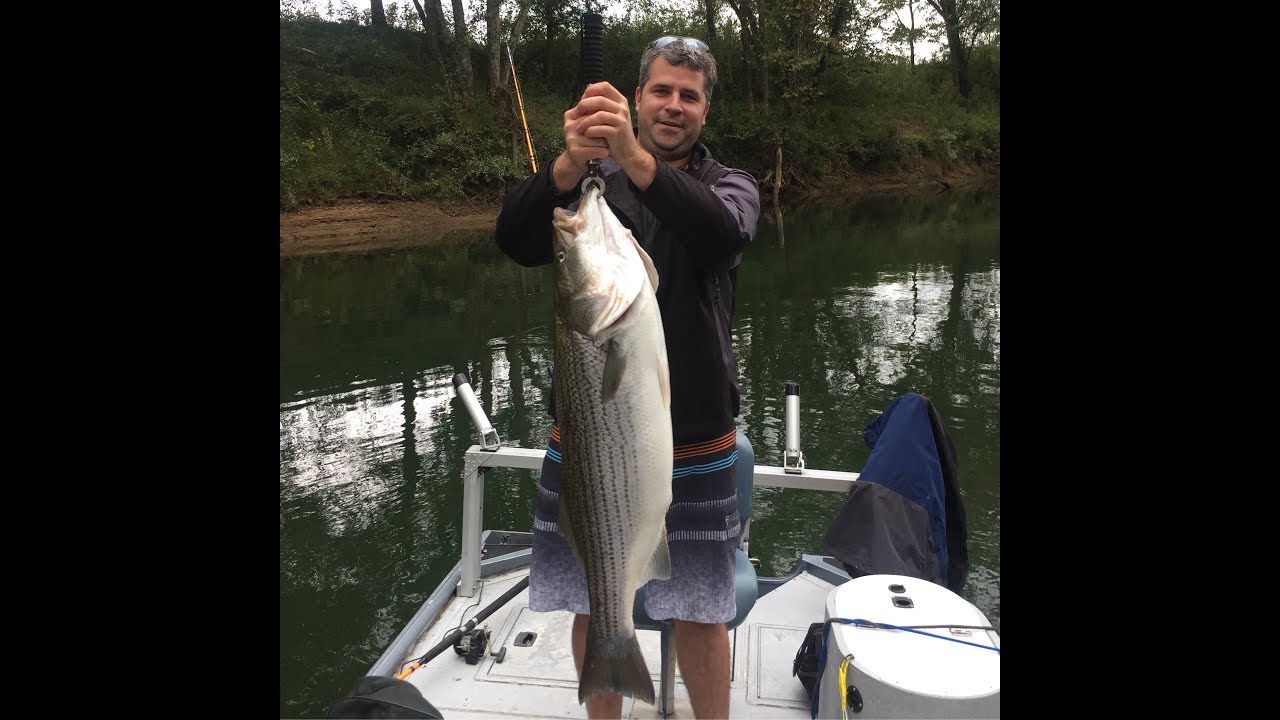 Cumberland River Trophy Striper 10/1/16 YouTube