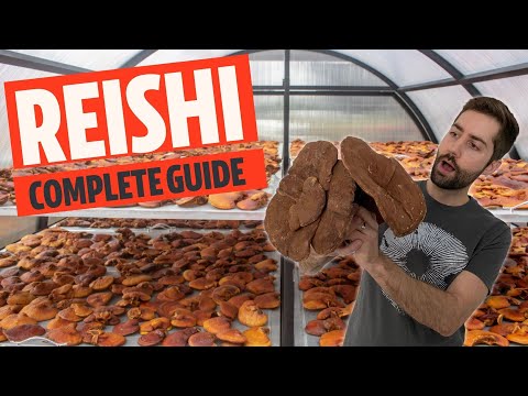 Unlocking The Secrets of The World&rsquo;s Greatest Mushroom (Reishi aka Ganoderma lucidum)