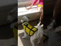 Miss Piggy, bull terrier, chilln on a boat ride to Baltimore Inner Harbor