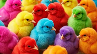 Natural Rooster & Baby Chick Sounds for Relaxation | No Music, Real Farm Audio screenshot 4