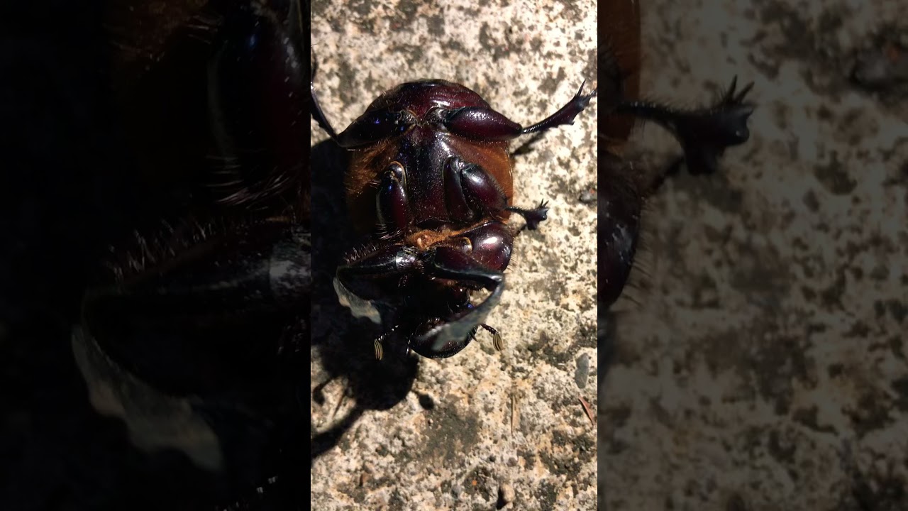 Heliocopris. It’s trying to turn back but unable to do so.