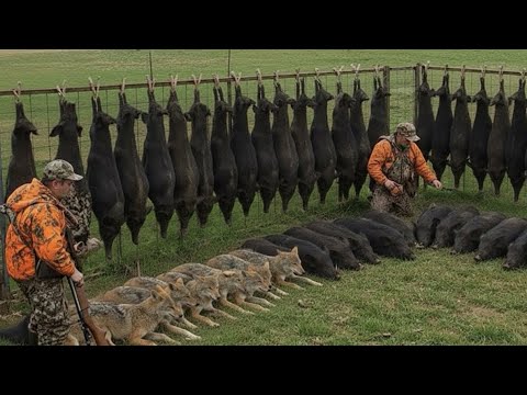 Canadian Hogs How Canadian Hunters and Farmers Deal With Millions of Invasive Wild ...