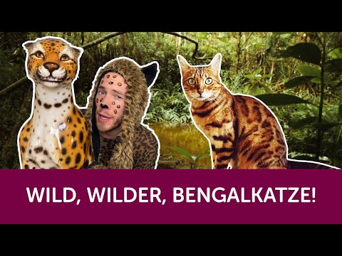 Roy präsentiert: Die Bengalkatze - der kleine Leopard im Rasseportrait